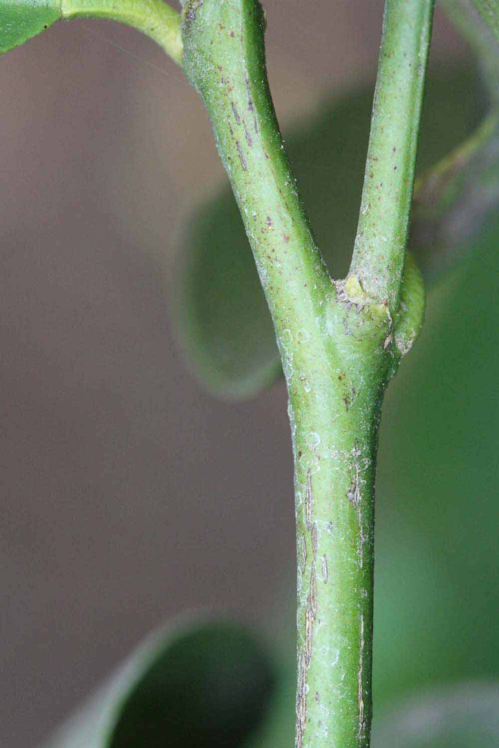              First year twig (Riverside, CA)       